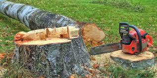 How Our Tree Care Process Works  in  Madison Park, NJ
