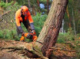 Lawn Maintenance Plans in Madison Park, NJ