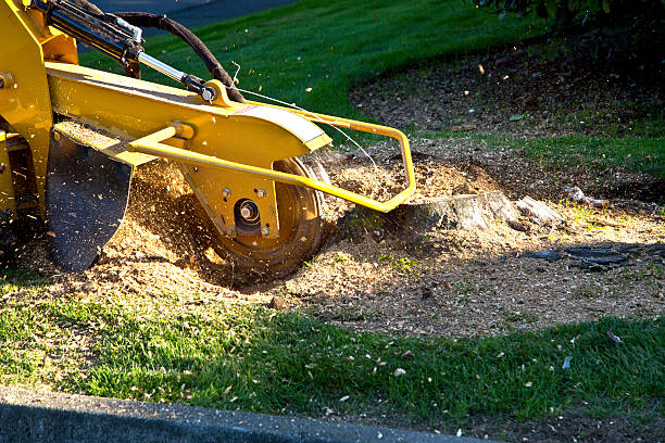Best Utility Line Clearance  in Madison Park, NJ